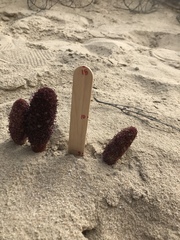 Cynomorium coccineum