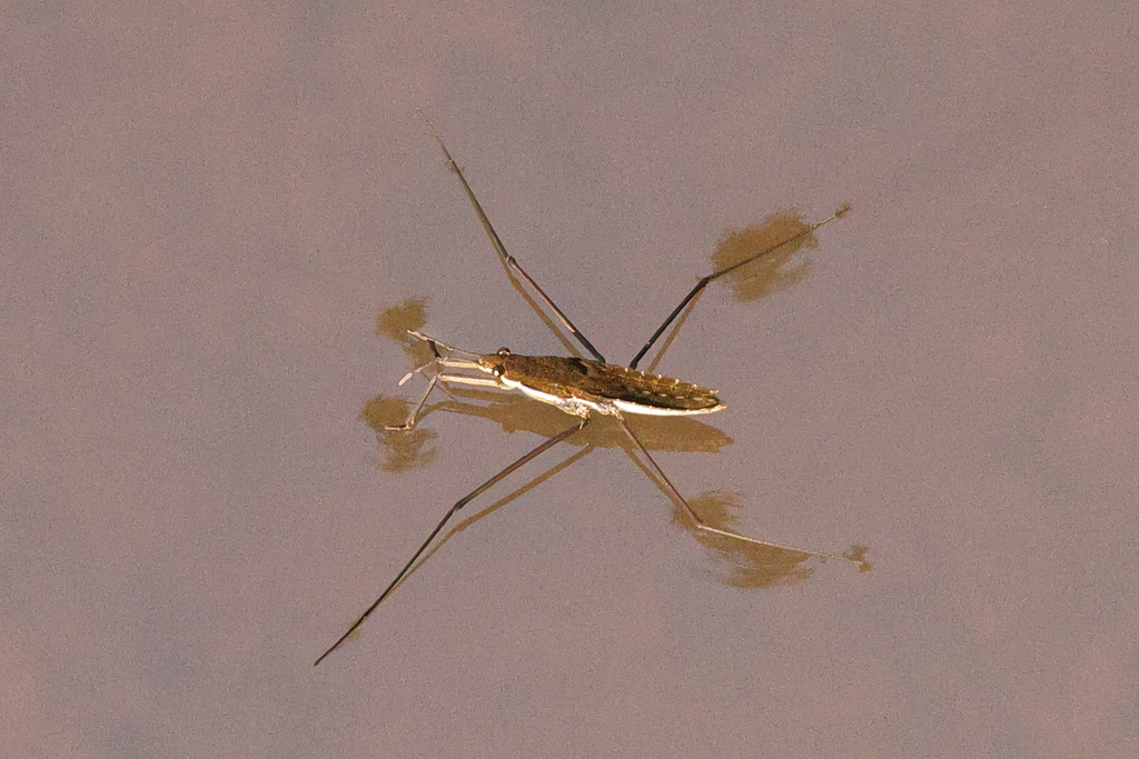 North American Common Water Strider from 8460 Depot Rd, Lynden, WA ...