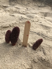 Cynomorium coccineum