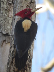 Campephilus leucopogon