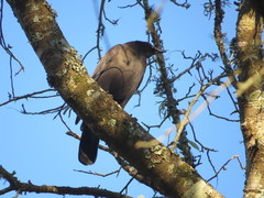 Cyanocorax cyanomelas