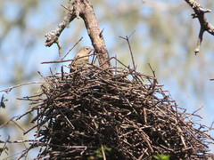 Phacellodomus sibilatrix