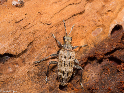 Ribbed Pine Borer, 1935 Egmond-Binnen, Nederland, photo 5 of 10