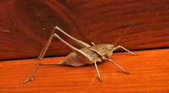 Thyreonotus corsicus