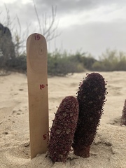 Cynomorium coccineum