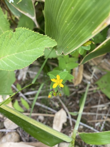 Hypericum kamtschaticum, photograph 3
