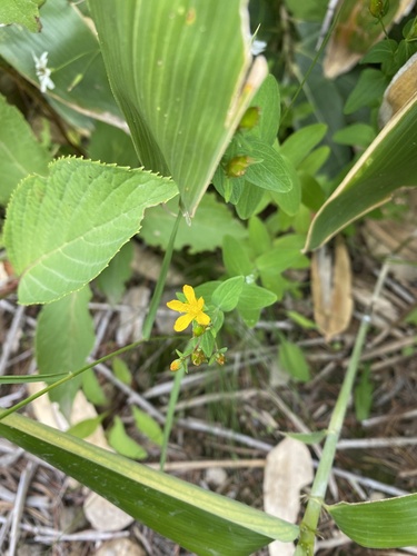 Hypericum kamtschaticum, photograph 4