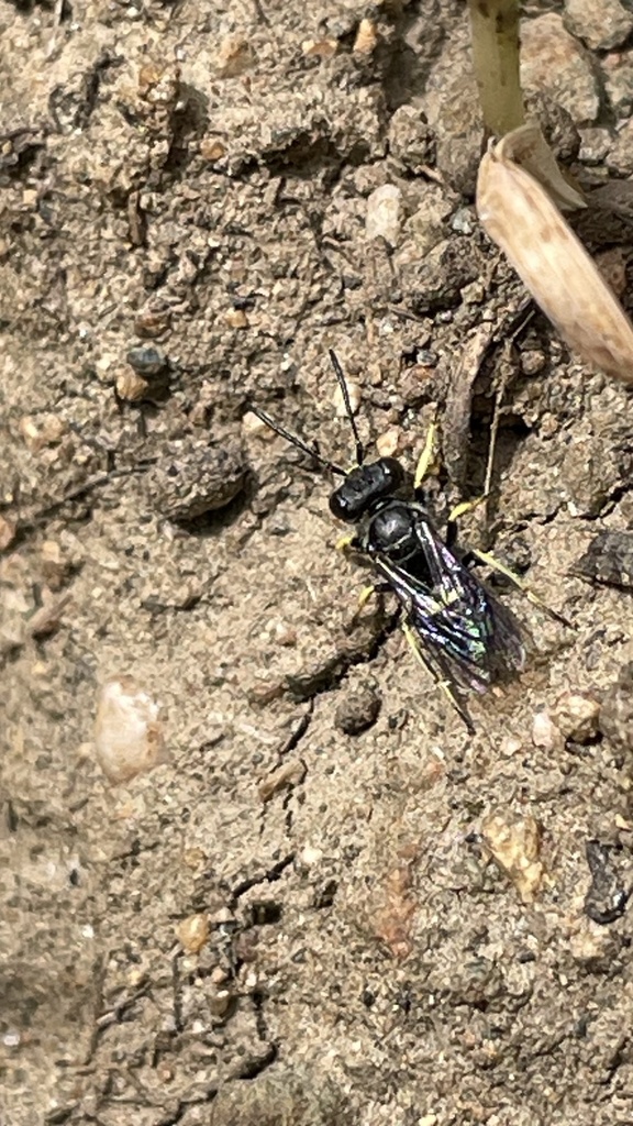Liphanthus unifasciatus