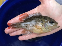 Lepomis punctatus