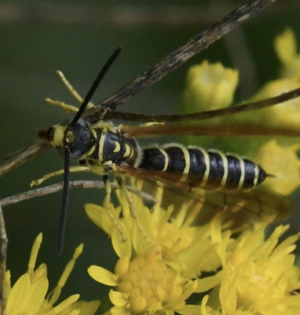 Myzinum maculatum from Killbuck Lakes Park, Burbank, OH, US on August