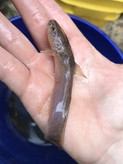 Noturus leptacanthus