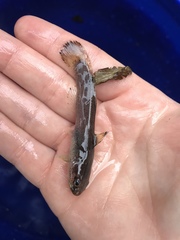 Noturus leptacanthus