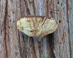 Tyromyces amarus