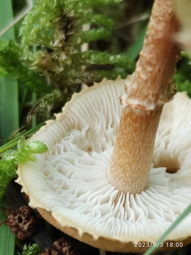 Earthy Powdercap