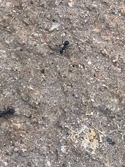 Polyrhachis