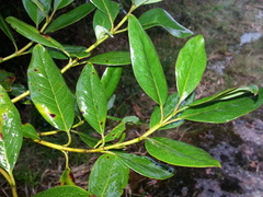 Viburnum costaricanum