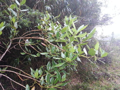 Viburnum costaricanum