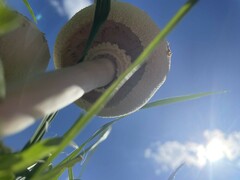 Chlorophyllum molybdites image