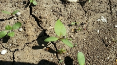 Fallopia convolvulus
