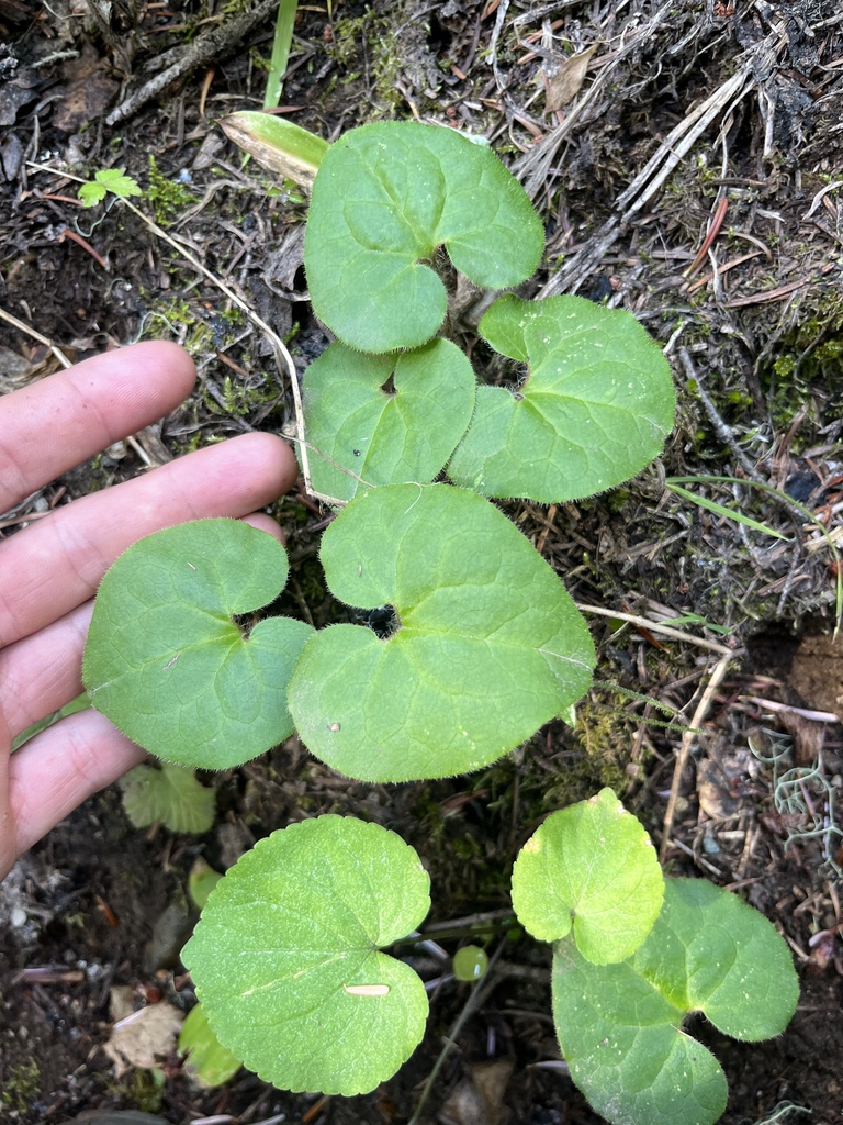 Western Wild Ginger from Kittitas County, US-WA, US on September 1 ...