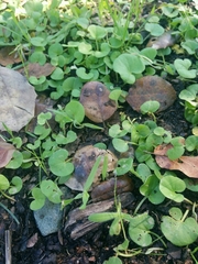 Dichondra donelliana