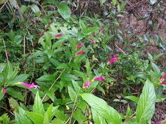 Centropogon talamancensis