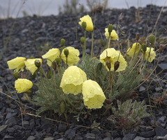 Papaver mcconnellii