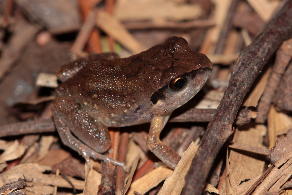 Common Squeaker from Lusaka, Zambia on January 13, 2023 at 09:04 PM by ...