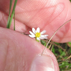 Chaetopappa asteroides