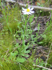 Chaetopappa asteroides