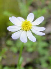 Chaetopappa asteroides