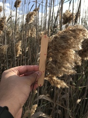 Phragmites australis