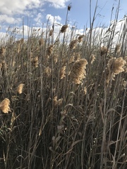 Phragmites australis