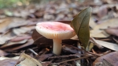 Russula silvicola