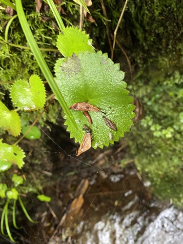 Micranthes fusca, photograph 5