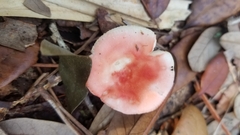 Russula silvicola