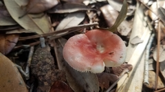 Russula silvicola