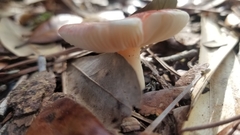 Russula silvicola