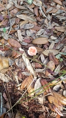 Russula silvicola