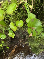 Micranthes fusca, photograph Илья Руденко, CC BY, iNaturalist via GBIF