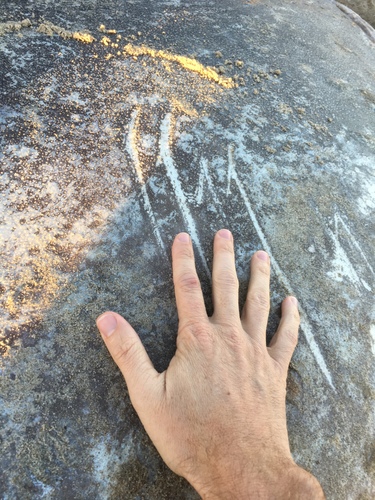 Photo of Hoodwinker ocean sunfish (Mola tecta)