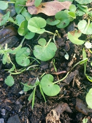 Dichondra donelliana