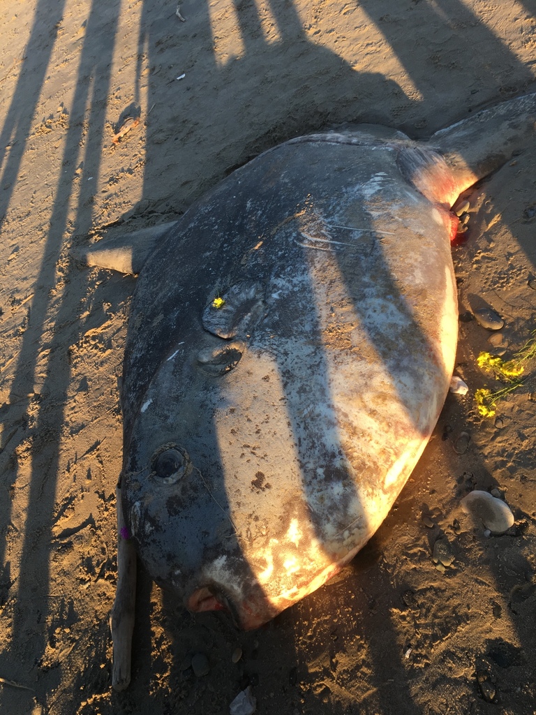 Photo of Hoodwinker ocean sunfish (Mola tecta)