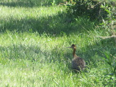 Rhynchotus rufescens