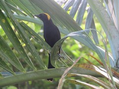 Icterus cayanensis chrysocephalus