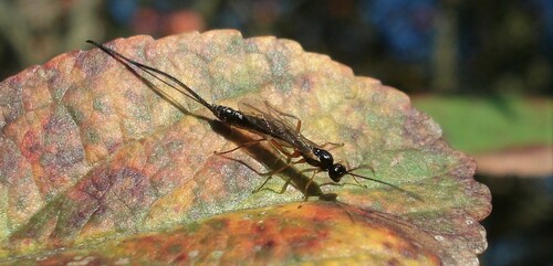 Lissonota setosa