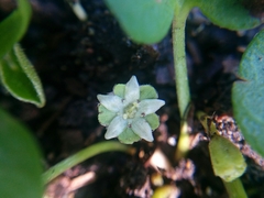 Dichondra donelliana