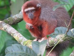 Plecturocebus ornatus