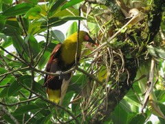 Psarocolius bifasciatus