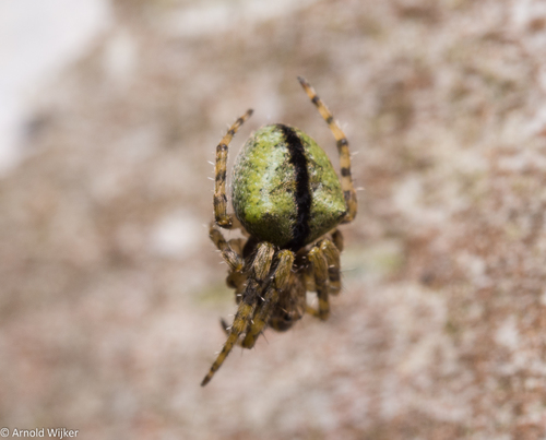 Humped orbweb spider, 1935 Egmond-Binnen, Nederland, photo 4 of 10